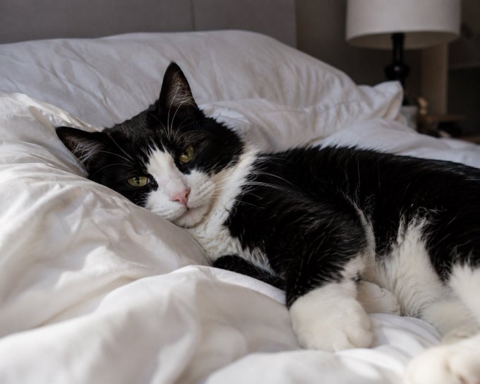 Cobie's Cat meme 2
