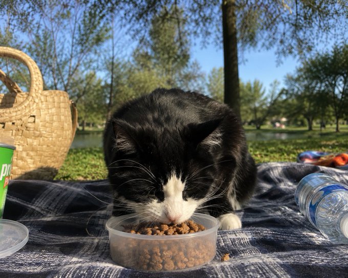 Cobie's Cat meme 3