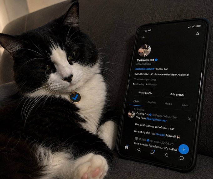 Cobie's Cat meme 7