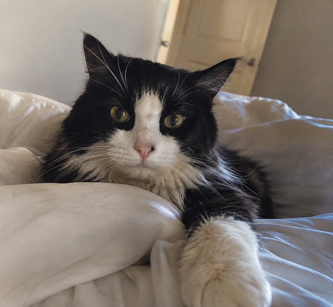 Cobie's Cat meme 8